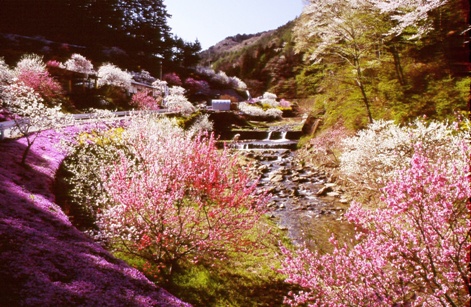 花桃の里