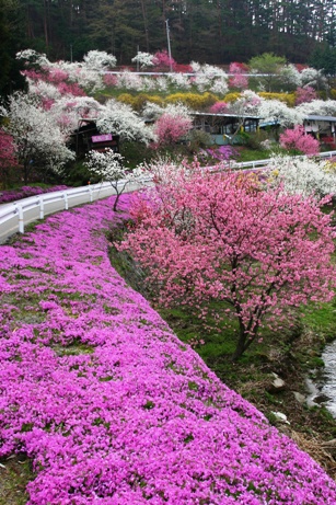 花桃の里