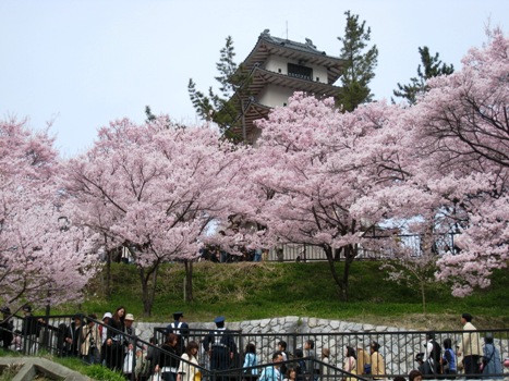 高遠のさくら